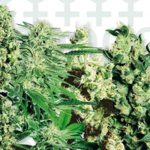 Mixed Feminised Seeds - 20