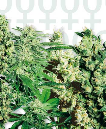 Mixed Feminised Seeds - 20
