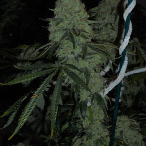 Deadhead OG Feminised Seeds - 6