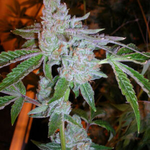 Tahoe OG Kush Feminised Seeds - 6