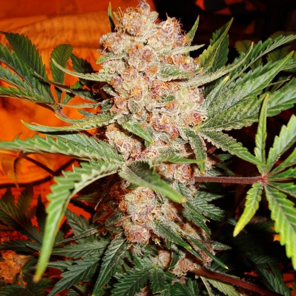 Bubblelicious Feminised Seeds - 5
