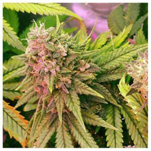 Bubblelicious Auto Feminised Seeds - 5