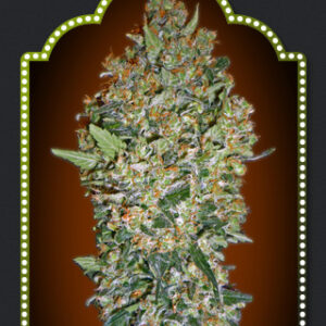 Female Collection #1 Feminised Seeds - 6
