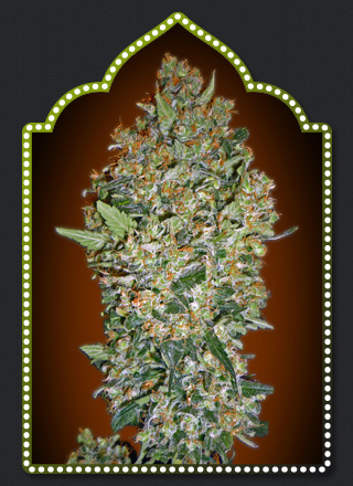 Female Collection #1 Feminised Seeds - 6