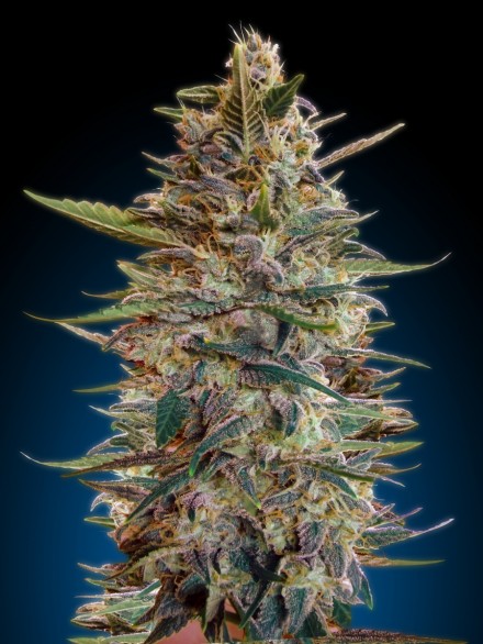 Collection #2 Auto Feminised Seeds - 6