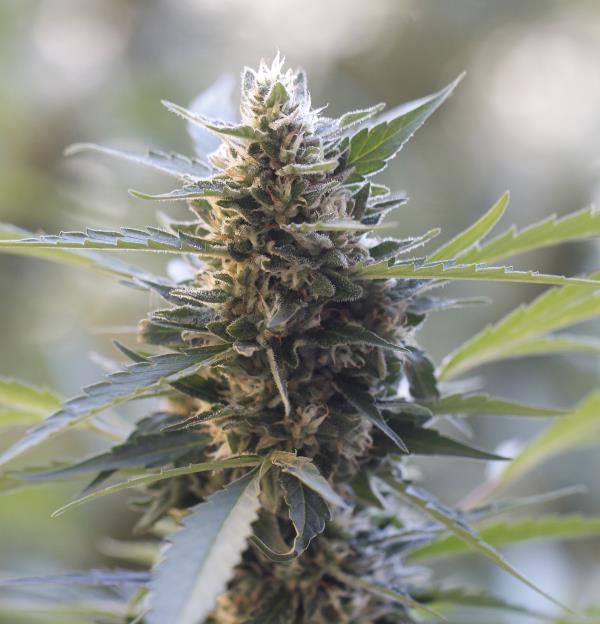 Northern Lights x Skunk Feminised Seeds - 5