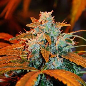 Berry Auto Feminised Seeds - 5