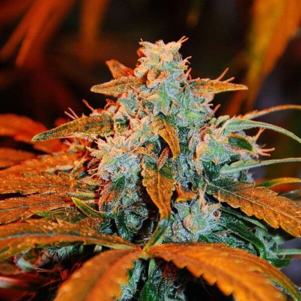 Berry Auto Feminised Seeds - 5