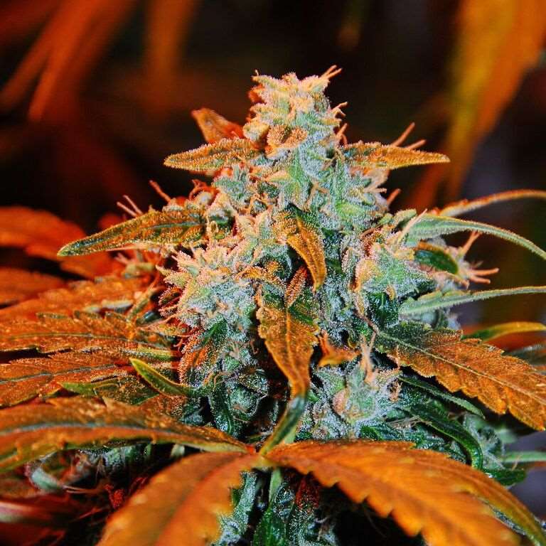 Berry Auto Feminised Seeds - 5