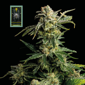 White Widow Feminised Seeds - 10