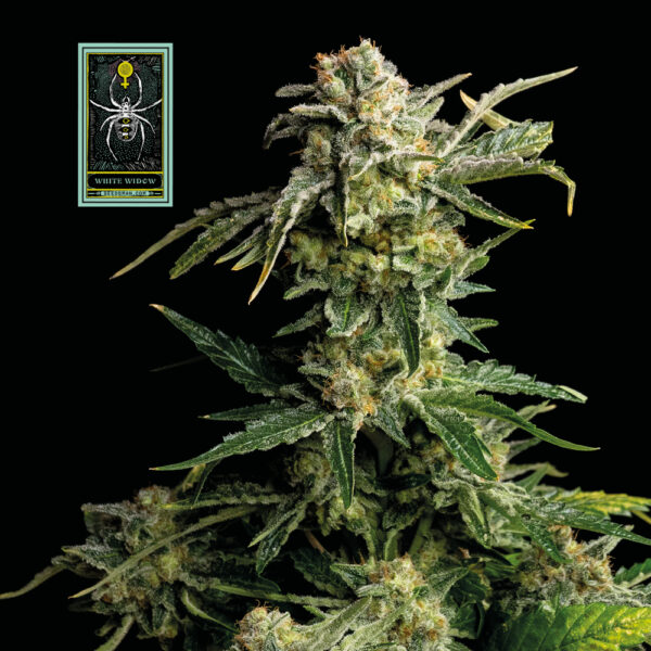 White Widow Feminised Seeds - 10
