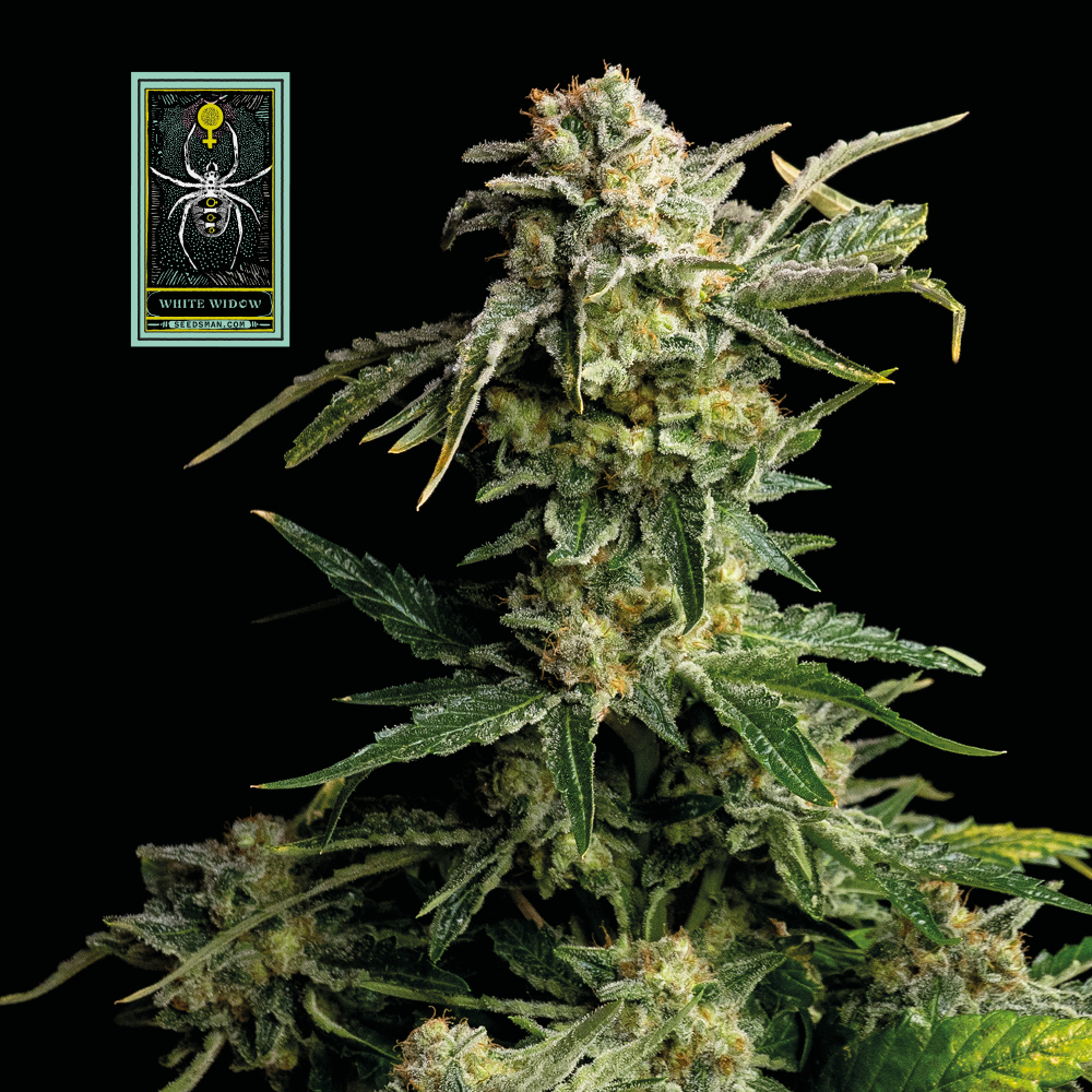 White Widow Feminised Seeds - 10