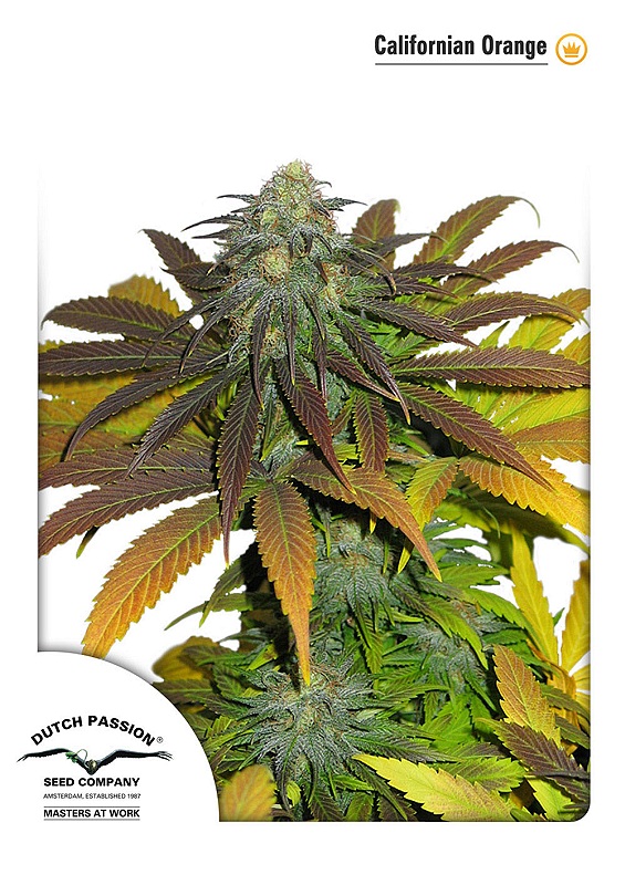 Californian Orange Feminised Seeds - 10