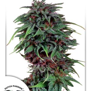 Durban Poison Feminised Seeds - 3