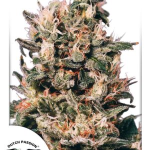 Euforia Feminised Seeds - 3