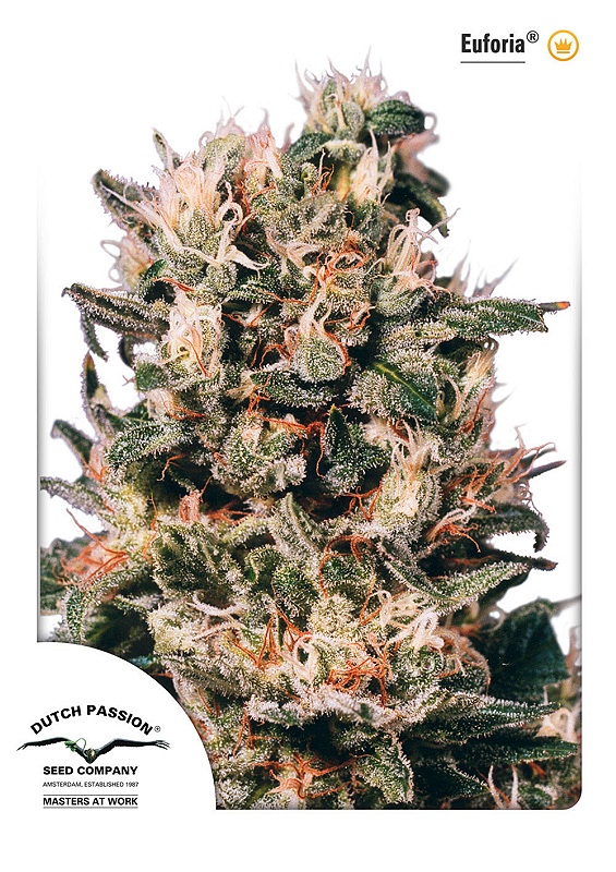 Euforia Feminised Seeds - 3