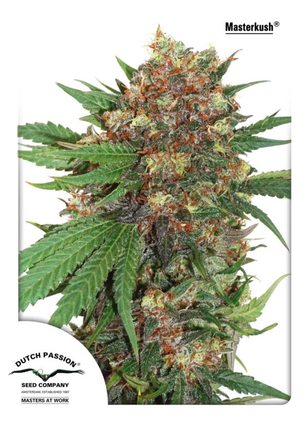 Master Kush Feminised Seeds - 10