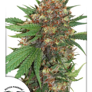 Master Kush Feminised Seeds - 3