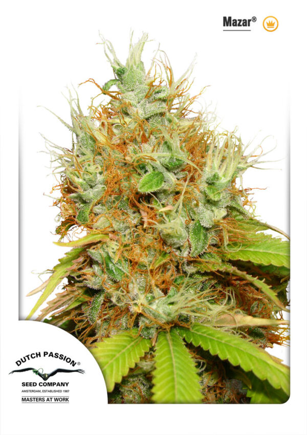 Mazar Feminised Seeds - 10