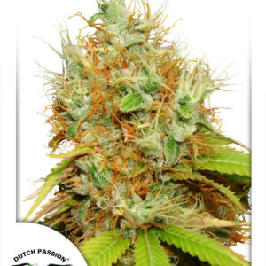 Mazar Feminised Seeds - 3