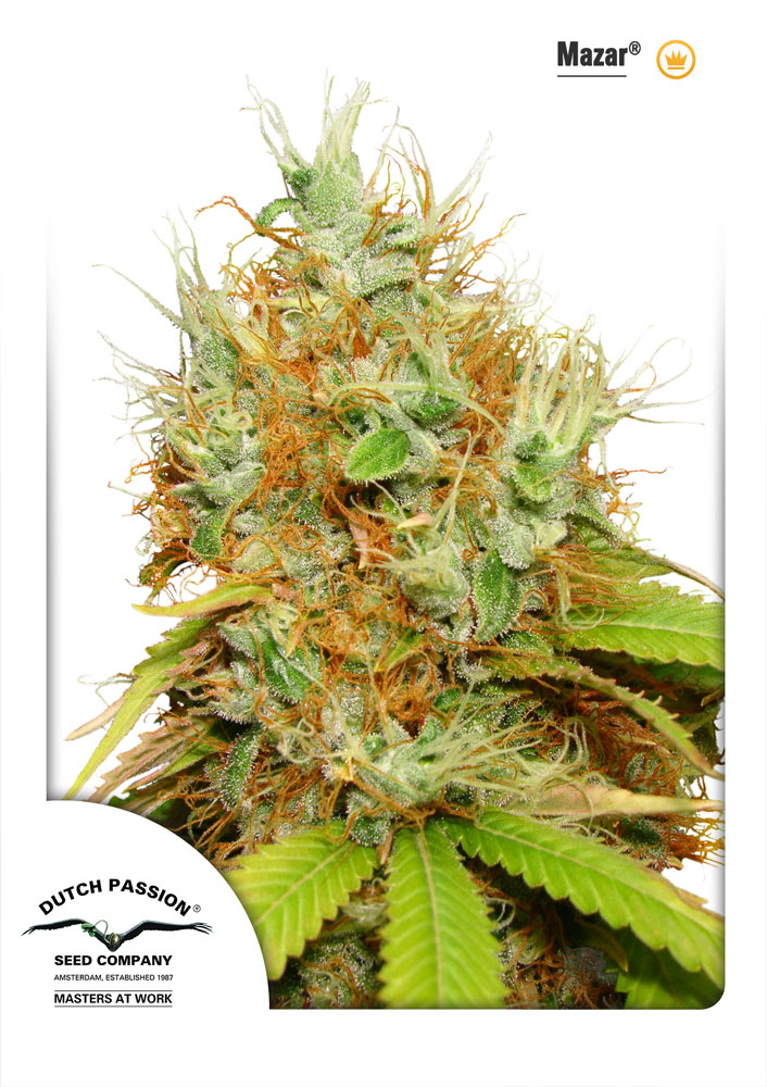 Mazar Feminised Seeds - 3