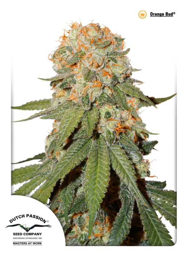 Orange Bud Feminised Seeds - 10