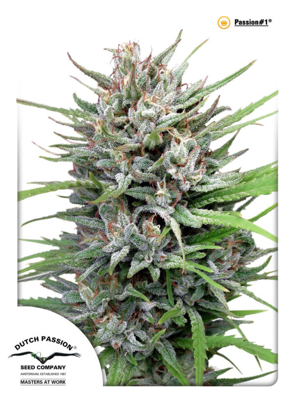 Passion #1 Feminised Seeds - 10