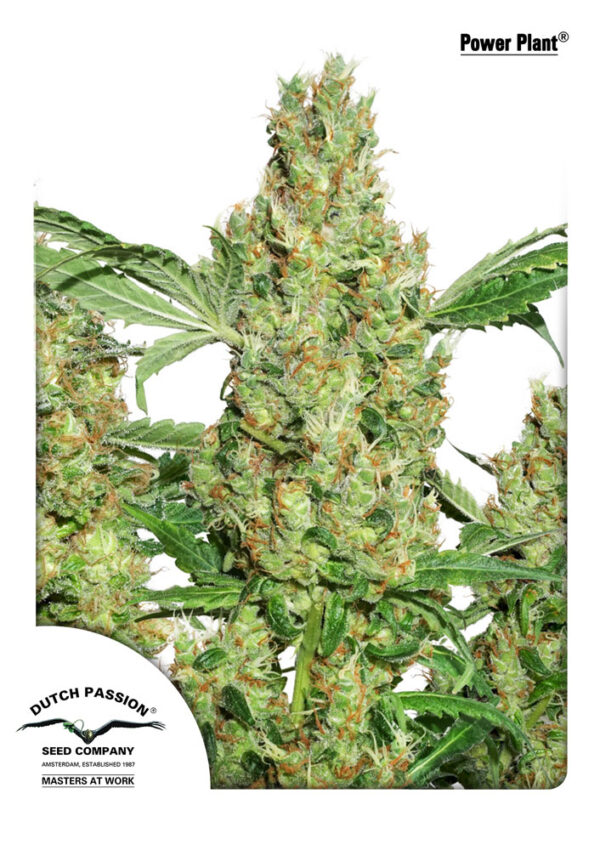 Power Plant Feminised Seeds - 10