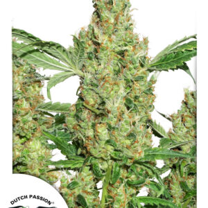 Power Plant Feminised Seeds - 3