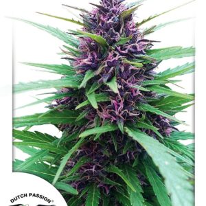 Shaman Feminised Seeds - 3