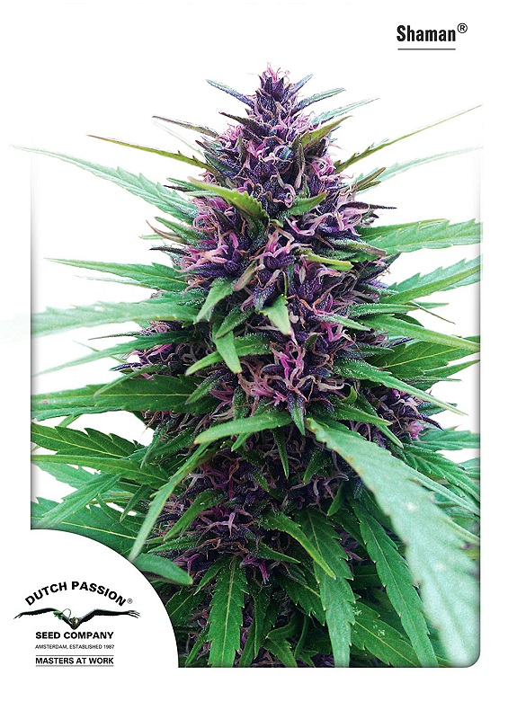 Shaman Feminised Seeds - 3
