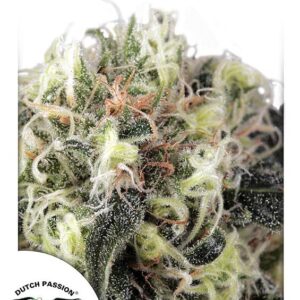 Snow Bud Feminised Seeds - 3