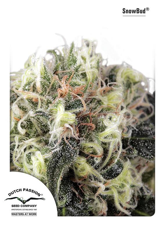 Snow Bud Feminised Seeds - 3