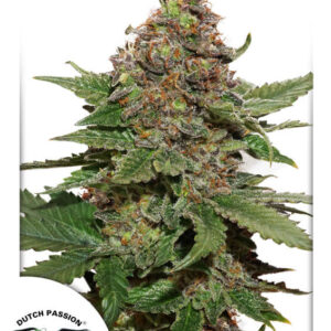 Strawberry Cough Feminised Seeds - 3