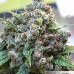 White Widow Feminised Seeds - 3