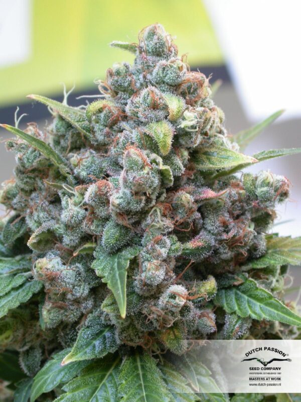 White Widow Feminised Seeds - 10