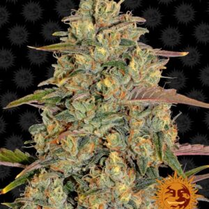 Amnesia Lemon Feminised Seeds - 3