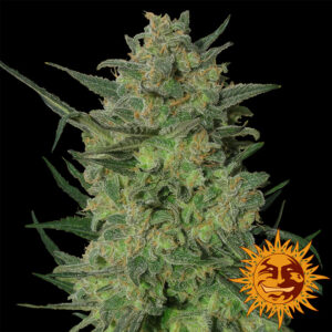 LSD Feminised Seeds - 3