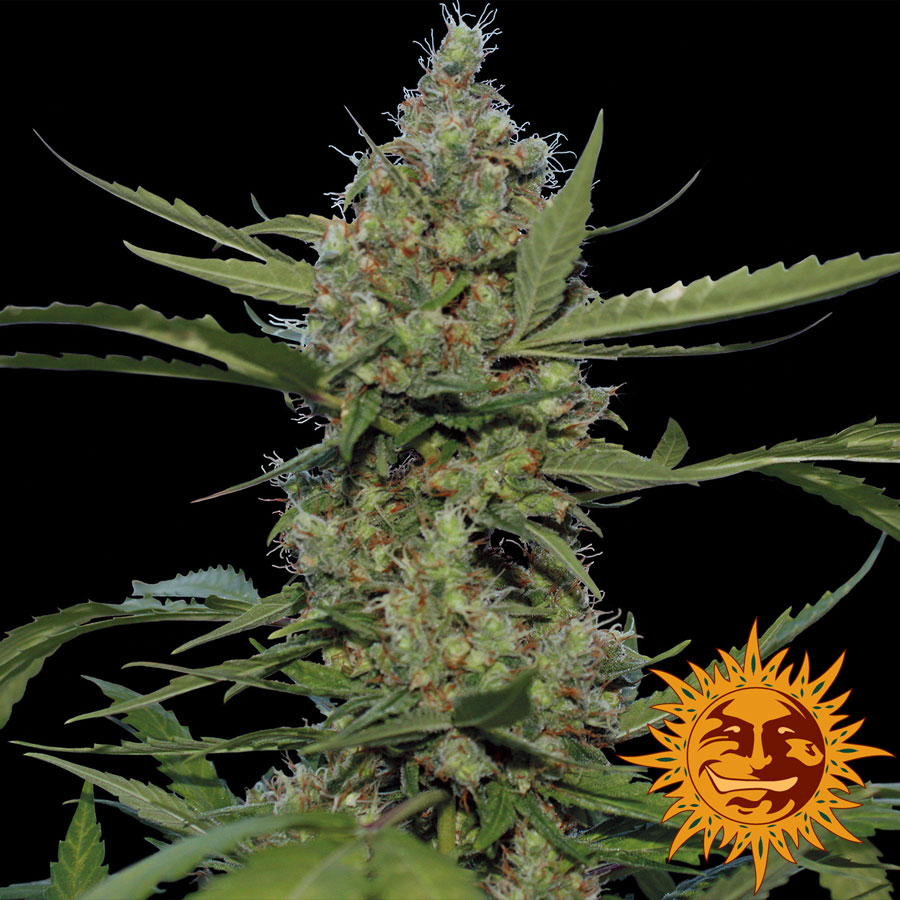 Laughing Buddha Feminised Seeds - 3