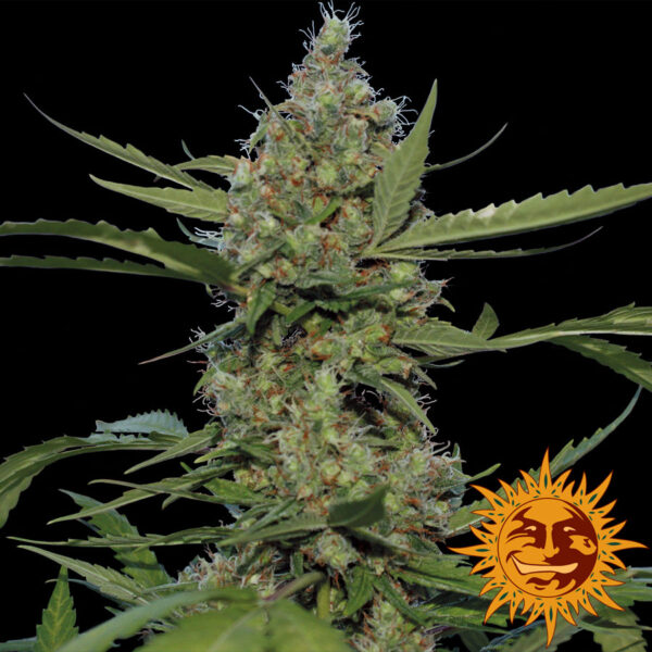 Laughing Buddha Feminised Seeds - 10