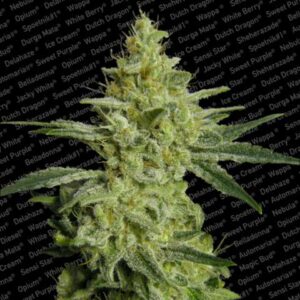 Allkush Feminised Seeds - 10