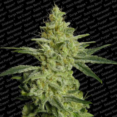 Allkush Feminised Seeds - 10