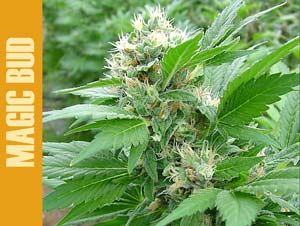 Magic Bud Feminised Seeds - 10
