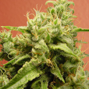 Opium Feminised Seeds - 5