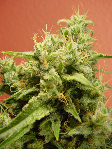 Opium Feminised Seeds - 5