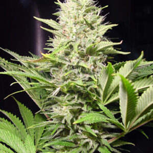 Wappa Feminised Seeds - 5