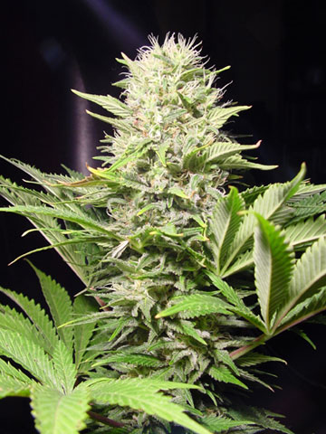 Wappa Feminised Seeds - 5