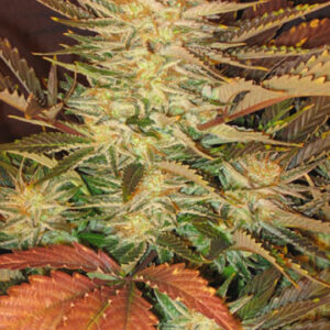 Ice Cream Feminised Seeds - 5
