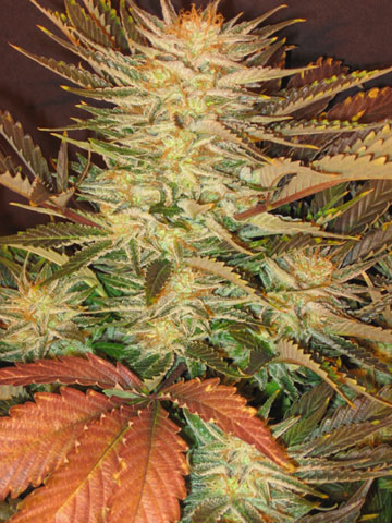 Ice Cream Feminised Seeds - 5
