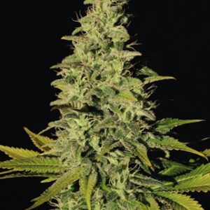 Jacky White Feminised Seeds - 5
